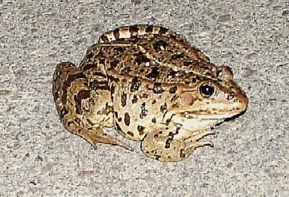 Rana ridibunda? - Pelophylax sp. (prov. Campobasso)